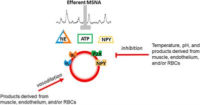 Does sympathetic vasoconstriction contribute to metabolism: Perfusion matching in exercising skeletal muscle?